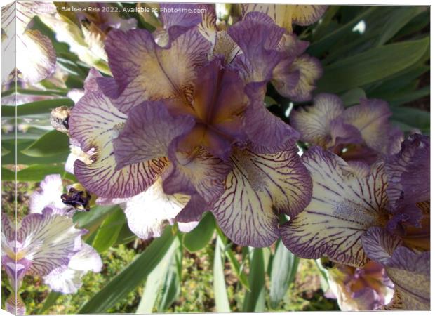 A close up of a flower Canvas Print by Barbara Rea