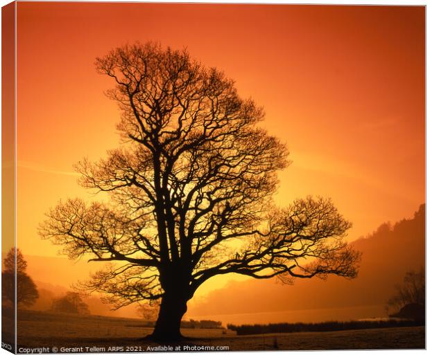 Tree at sunrise, Rydal Water near Grasmere, Lake District, Cumbria, UK Canvas Print by Geraint Tellem ARPS