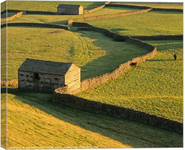 Sheep barns, drystone walls, Gunnerside, Swaledale, Yorkshire Dales Nat. Park Canvas Print by Geraint Tellem ARPS