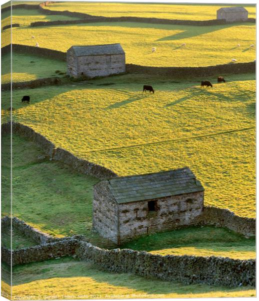 Sheep barns, drystone walls, Gunnerside, Swaledale, Yorkshire Dales Nat. Park Canvas Print by Geraint Tellem ARPS