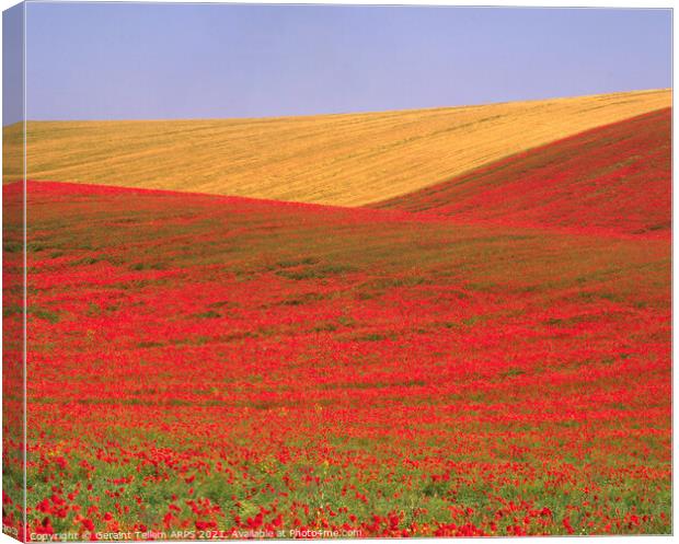 Poppies and wheat, South Downs, East Sussex, England Canvas Print by Geraint Tellem ARPS