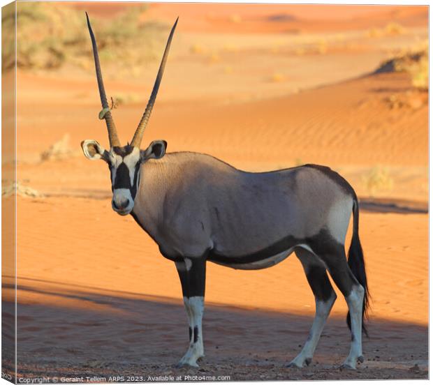 Oryx, Sossusvlei, Namibia, Africa Canvas Print by Geraint Tellem ARPS