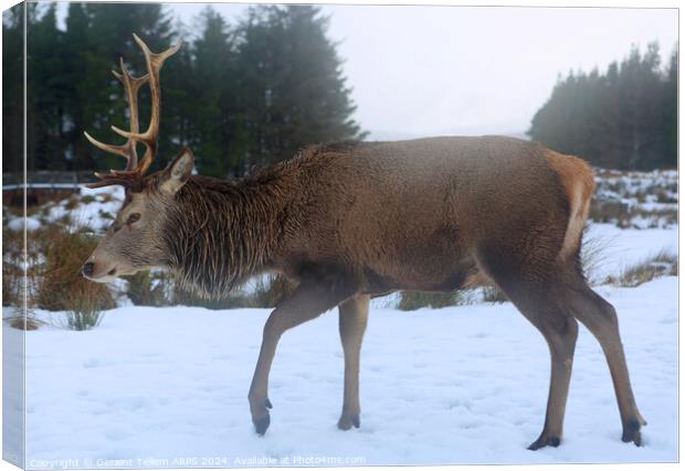 Stag, Rannoch Moor, Highland, Scotland Canvas Print by Geraint Tellem ARPS