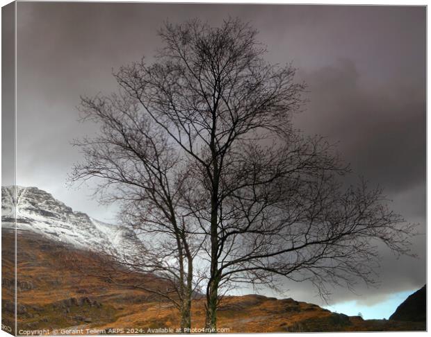 Lone tree, Glen Torridon, Highland, Scotland Canvas Print by Geraint Tellem ARPS