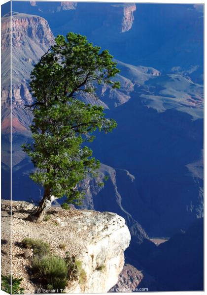 Lone tree, south rim, Grand Canyon, Arizona, USA Canvas Print by Geraint Tellem ARPS