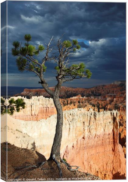 Bristlecone pine tree near Sunset Point, Bryce Canyon, Utah, USA Canvas Print by Geraint Tellem ARPS