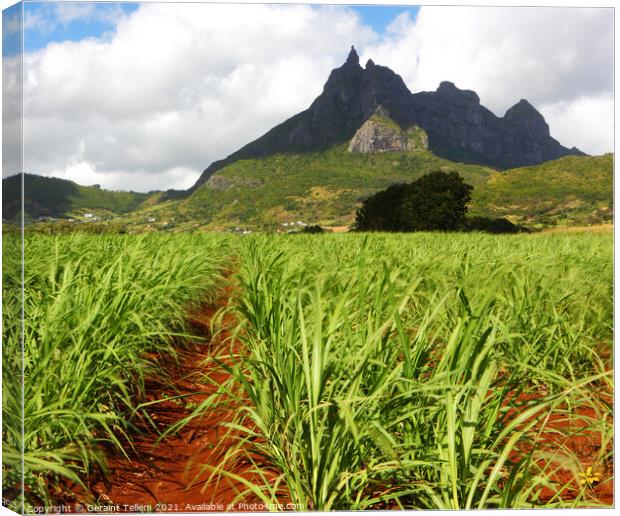 Mt. Pieter Both and sugar cane fields, Mauritius Canvas Print by Geraint Tellem ARPS