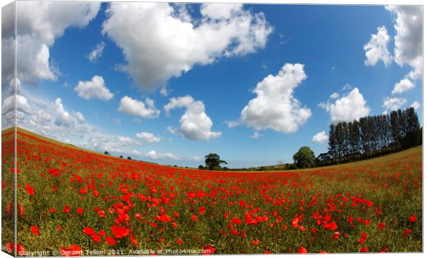 Poppies in field near Binham and Holt, north Norfolk, England, UK Canvas Print by Geraint Tellem ARPS