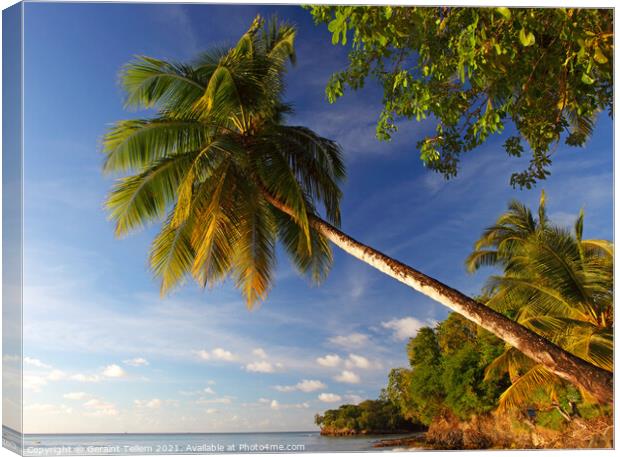 Palm tree, Almond Morgan Bay Resort, Choc Bay, Near Castries, St Lucia, Caribbean Canvas Print by Geraint Tellem ARPS