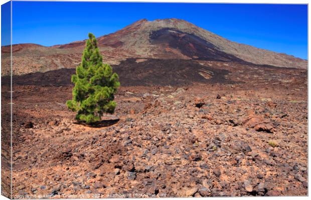 Mt. Teide, Tenerife, Canary Islands Canvas Print by Geraint Tellem ARPS