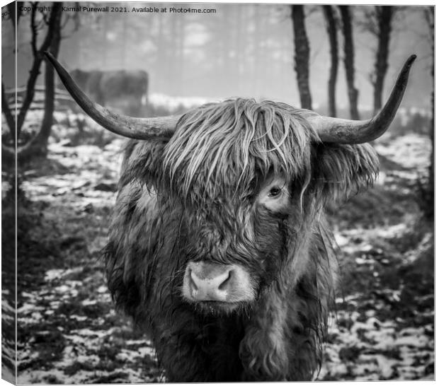 Highland Cow Canvas Print by Kamal Purewall