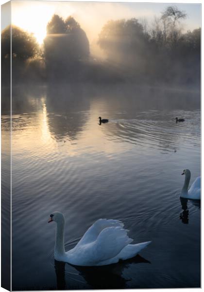 Misty Sunrise Swan Canvas Print by Reidy's Photos
