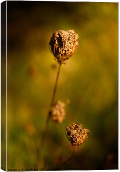 Golden Seed Pod Canvas Print by Reidy's Photos