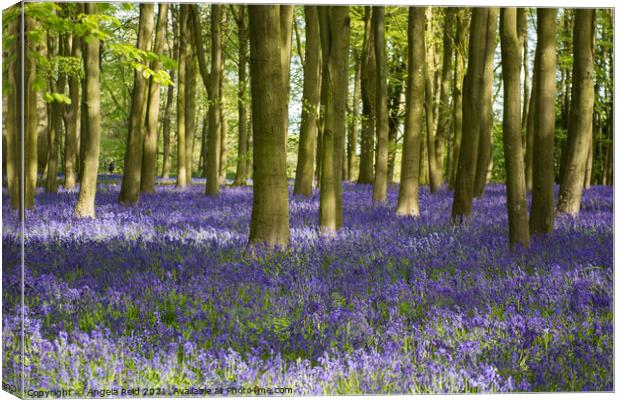 Beautiful Bluebells Canvas Print by Reidy's Photos