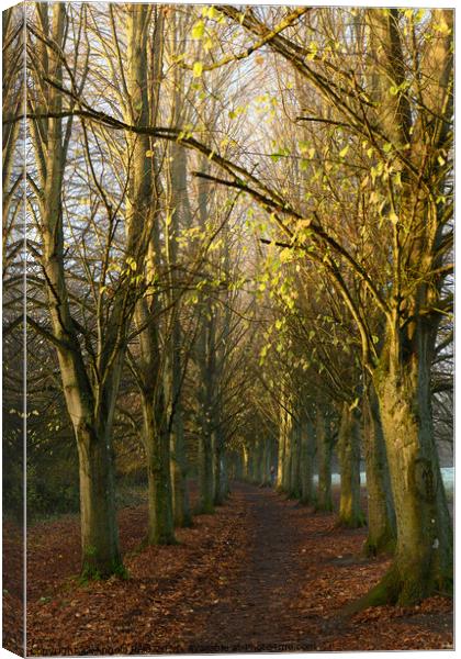 Coate Water Avenue of Trees Canvas Print by Reidy's Photos