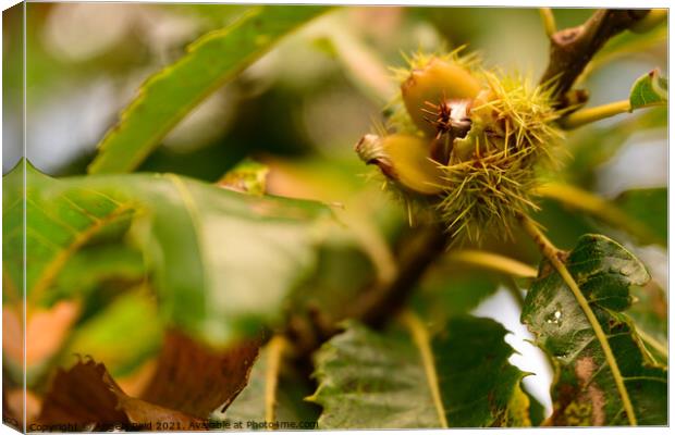 Sweet Chestnut Bud Canvas Print by Reidy's Photos