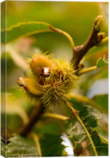 Conker Close Up Canvas Print by Reidy's Photos