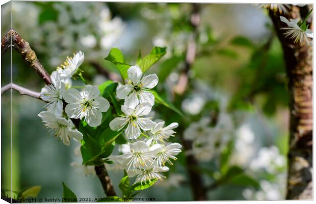 Apple Blossom Tree Canvas Print by Reidy's Photos