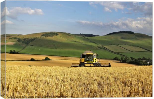 Harvesting barley on the Cheviots. Canvas Print by mick vardy