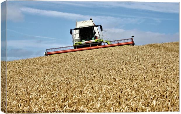 Harvesting wheat in Northumberland. Canvas Print by mick vardy