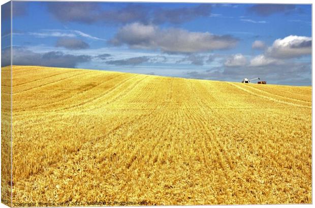 Cutting wheat in Northumberland. Canvas Print by mick vardy