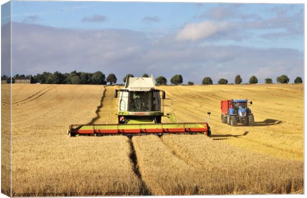 Cutting barley in Northumberland. Canvas Print by mick vardy