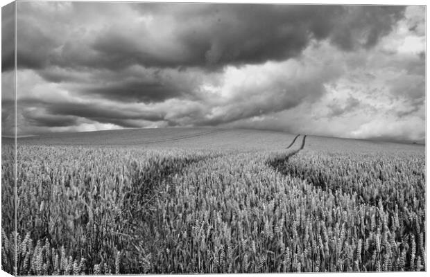 Storm clouds over the wheat. Canvas Print by mick vardy