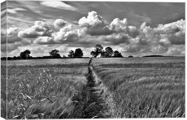 A path across the field. Canvas Print by mick vardy