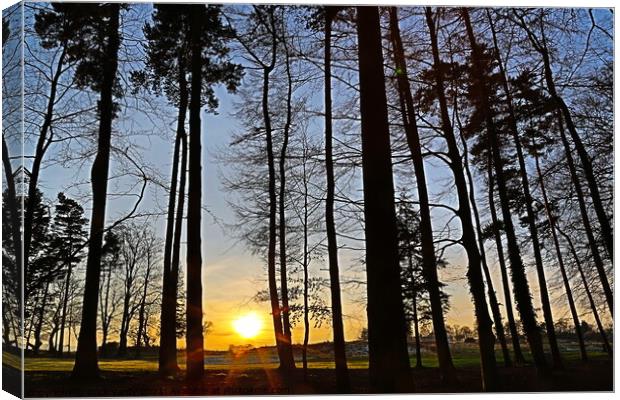 Woodland sunset Canvas Print by mick vardy