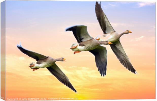Geese flying in the sunset. Canvas Print by ANN RENFREW