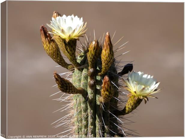 Beware of the spikes! Canvas Print by ANN RENFREW