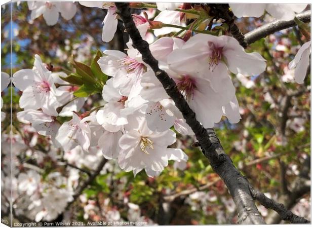 Japanese Cherry Blossom Canvas Print by Pam Wilson