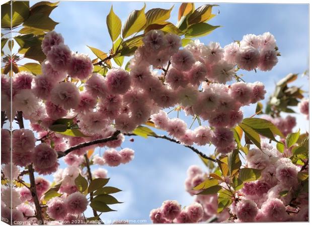 Japanese Cherry Blossom against the blue sky Canvas Print by Pam Wilson