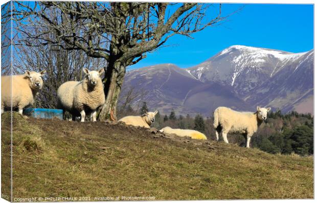 inquisitive sheep in the lake district 626  Canvas Print by PHILIP CHALK