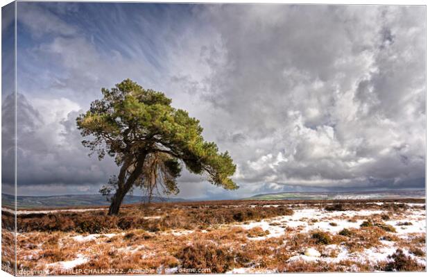 The lone tree on the north Yorkshire moors 693 Canvas Print by PHILIP CHALK