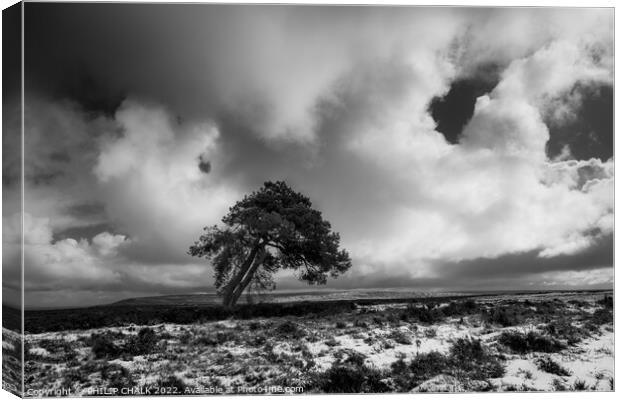Lone tree on the north Yorkshire moors 698 Canvas Print by PHILIP CHALK