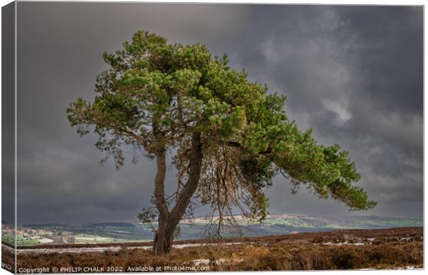 Lone tree on the north Yorkshire moors 711 Canvas Print by PHILIP CHALK