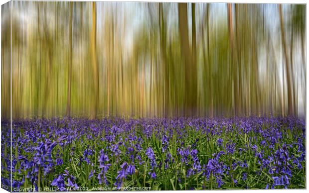 Bluebell forest blur 716 Canvas Print by PHILIP CHALK
