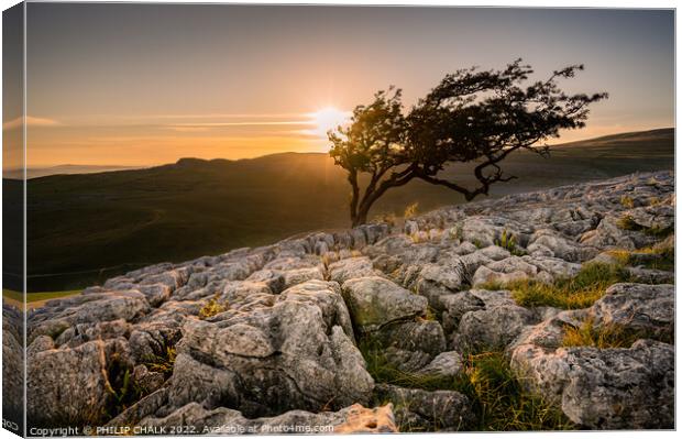 Lone tree in the Yorkshire dales 748 Canvas Print by PHILIP CHALK