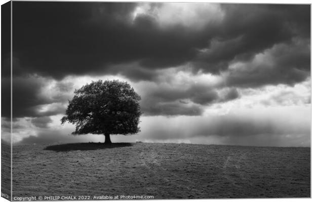 Lone tree after the storm 801   Canvas Print by PHILIP CHALK