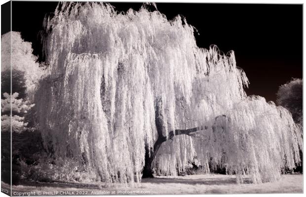 Weeping willow in infrared 820  Canvas Print by PHILIP CHALK