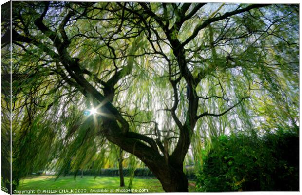 Magical willow tree 850 Canvas Print by PHILIP CHALK