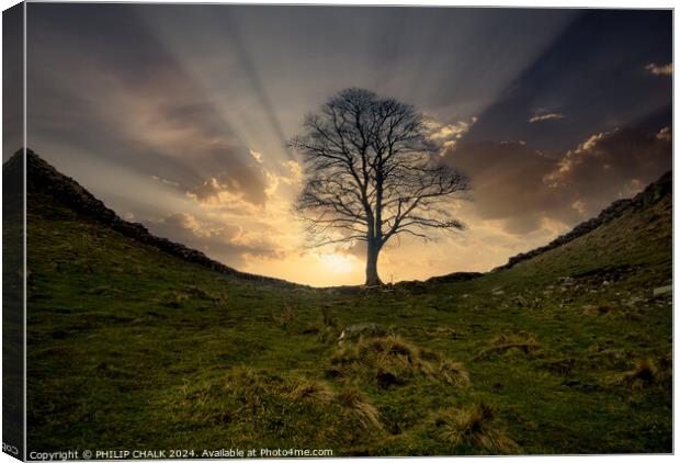 Sycamore gap 1056 Canvas Print by PHILIP CHALK