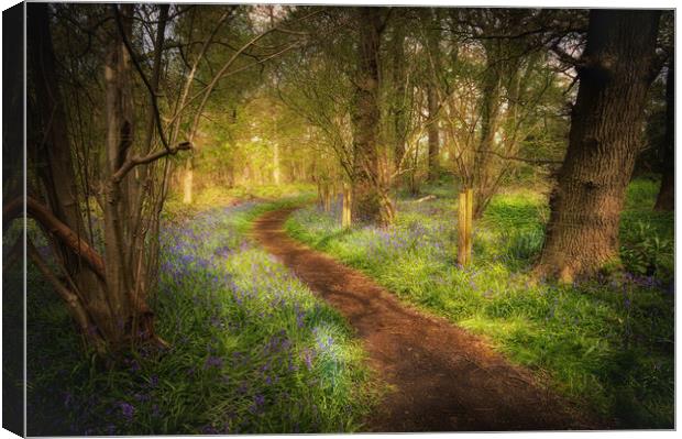 magical bluebell wood  Canvas Print by PHILIP CHALK