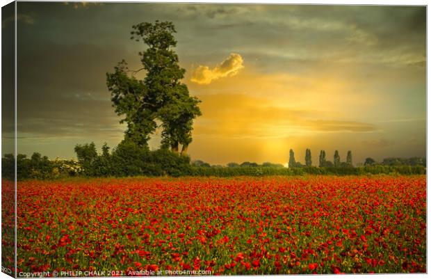 Poppy field sunrise at east Cottingworth near York 36 Canvas Print by PHILIP CHALK