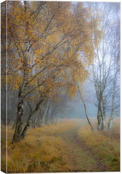 Autumnal silver birch  golden tree 42 Canvas Print by PHILIP CHALK