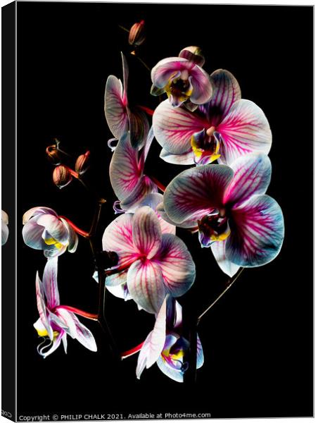 Pink and white Orchid with black background 46 Canvas Print by PHILIP CHALK