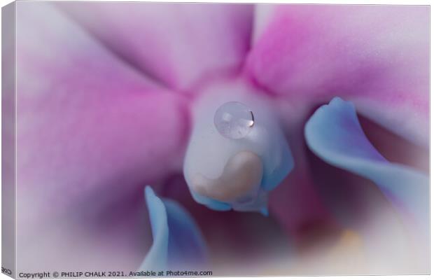 Single drop of water on an Orchid 53 Canvas Print by PHILIP CHALK