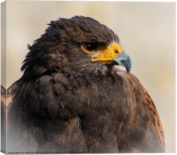 A close up of a Harris Hawk 60 Canvas Print by PHILIP CHALK