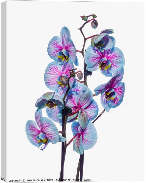 high key Orchids 132 Canvas Print by PHILIP CHALK
